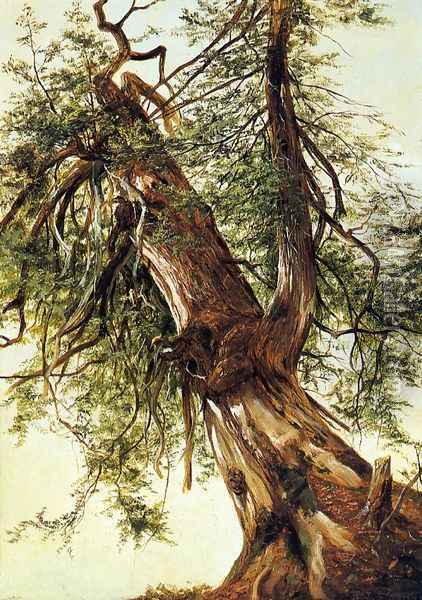 Study of a Cedar Oil Painting - David Johnson