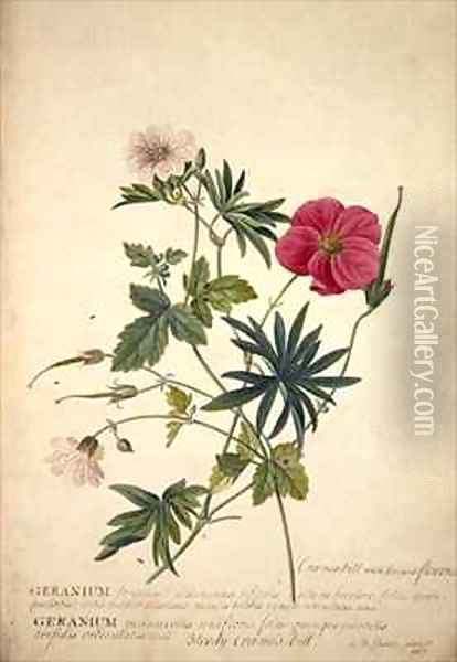 Geranium Two intertwined stems of different species Oil Painting - Georg Dionysius Ehret