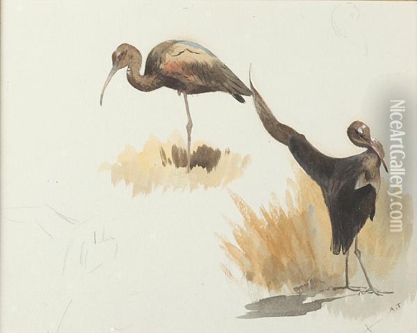 Studies Of A Wader Oil Painting - Archibald Thorburn