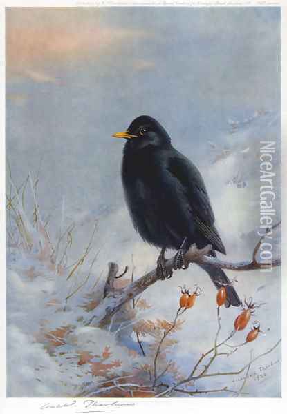 Winter Blackbird Oil Painting - Archibald Thorburn