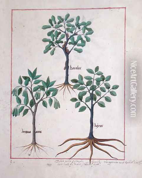 Illustration from the Book of Simple Medicines by Mattheaus Platearius d.c.1161 c.1470 11 Oil Painting - Robinet Testard