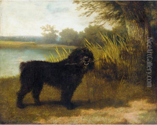 A Black Water Spaniel Oil Painting - George Stubbs