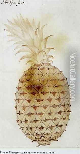 Pineapple Oil Painting - John White