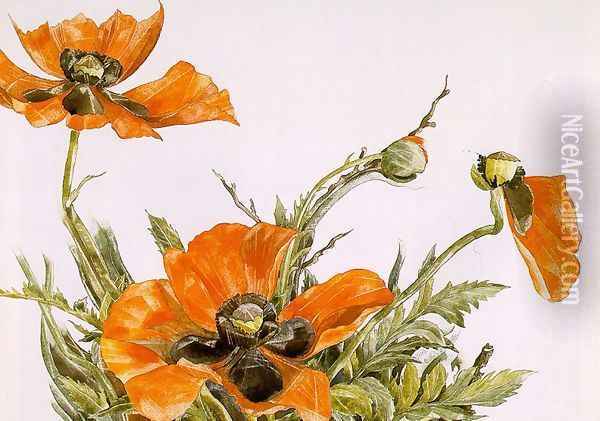 Poppies 1929 Oil Painting - Charles Demuth
