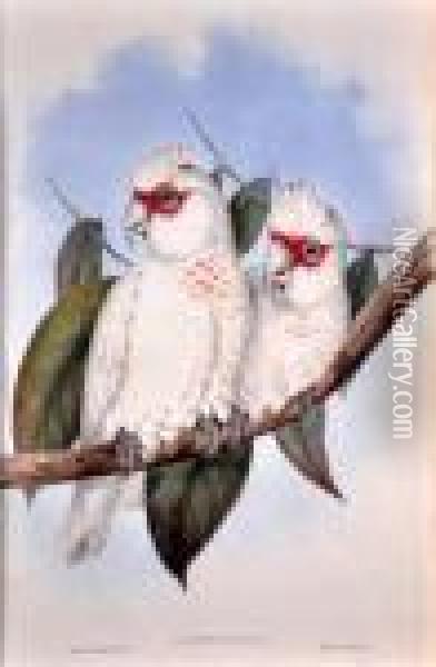 Long Billed Cockatoo (licmetis Nasicus) Oil Painting - John H. Gould