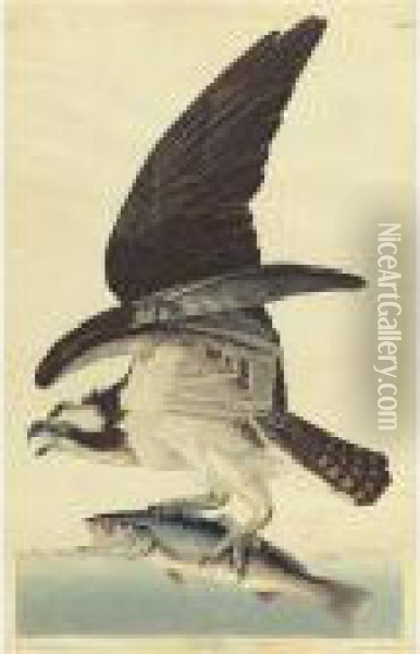Fish Hawk (plate 81) Oil Painting - John James Audubon