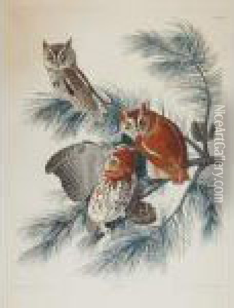 Mottled Owl Oil Painting - John James Audubon