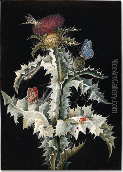 A Thistle With Cobwebs And A Dragonfly, Two Butterflies, A Beetle And A Spider Oil Painting - Margaretha Barbara Dietzsch