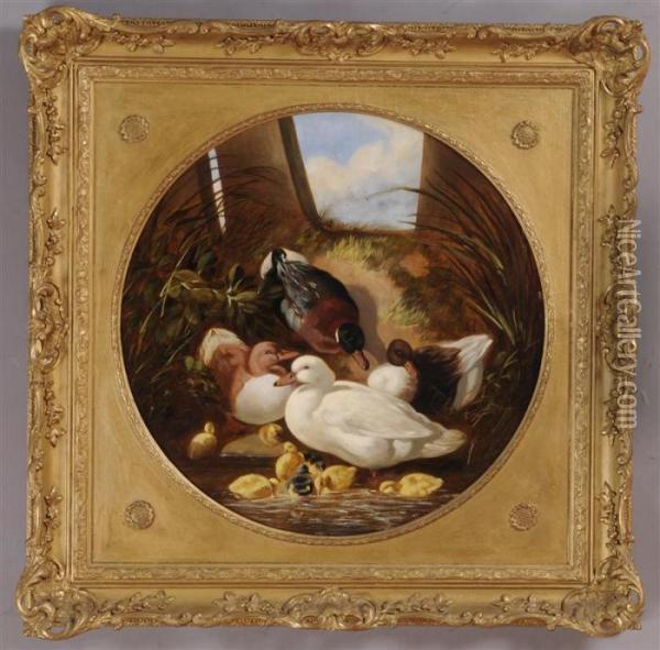 Ducks And Ducklings Oil Painting - John Frederick Herring Snr