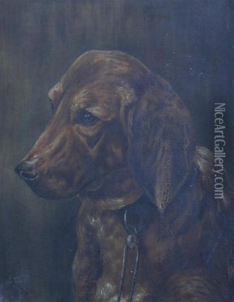 Portrait Of A Red Setter Oil Painting - Alexander M. Fleming