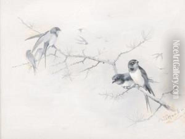 Swallows On A Branch Oil Painting - Archibald Thorburn