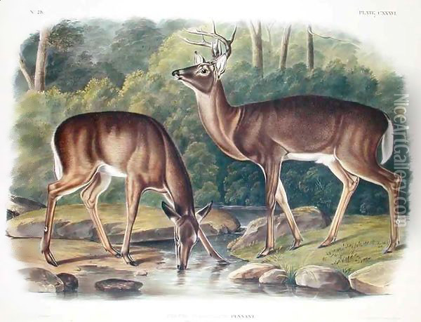 Common or Virginia Deer Oil Painting - John James Audubon