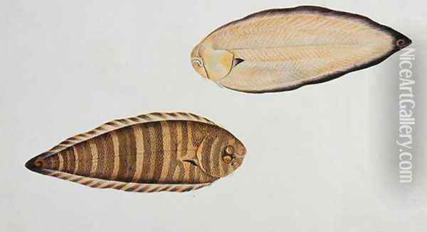 Tung Fish, Eekan Liedah Liedah, from 'Drawings of Fishes from Malacca', c.1805-18 Oil Painting - Anonymous Artist