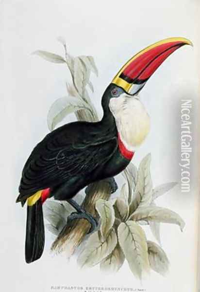 Red-Billed Toucan Oil Painting - Edward Lear