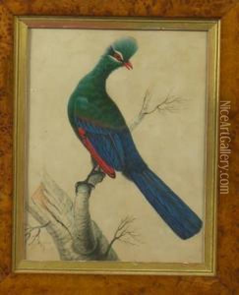 Smith, An Exotic Bird In A Branch, Signed, Watercolour, In A Maple Frame, Image 31 X 24cm Oil Painting - Sarah Smith