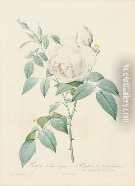 Rosa Pomponia; Rosa Indica, From Lesroses Oil Painting - Pierre-Joseph Redoute