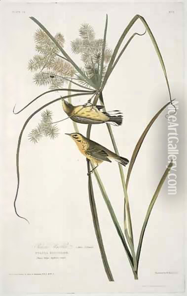 Prairie Warbler, from 'Birds of America' Oil Painting - John James Audubon