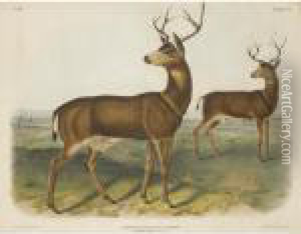 Columbian Black-tailed Deer Oil Painting - John James Audubon