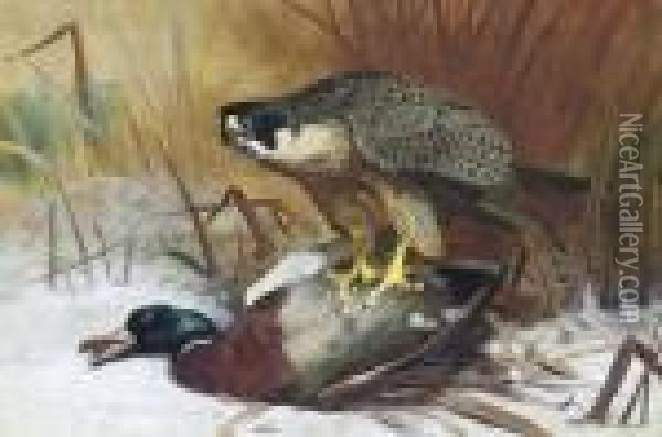 A Peregrine Falcon And Mallard Oil Painting - Archibald Thorburn
