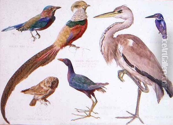 Studies of Birds from the Bootle Museum, Liverpool Oil Painting - Florence Emily Bark