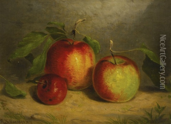 A Study For Apples From Nature Oil Painting - William Rickarby Miller
