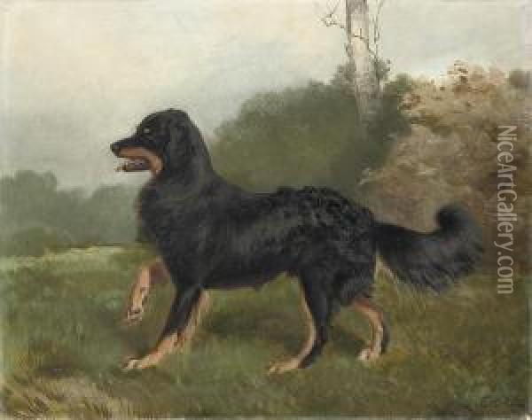 Sharp, Brother Of Fern, A Collie Dog Oil Painting - Charles Burton Barber