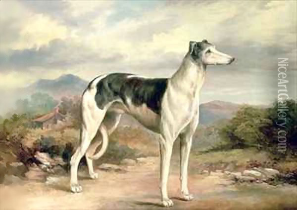 A Greyhound in a hilly landscape Oil Painting - James Beard