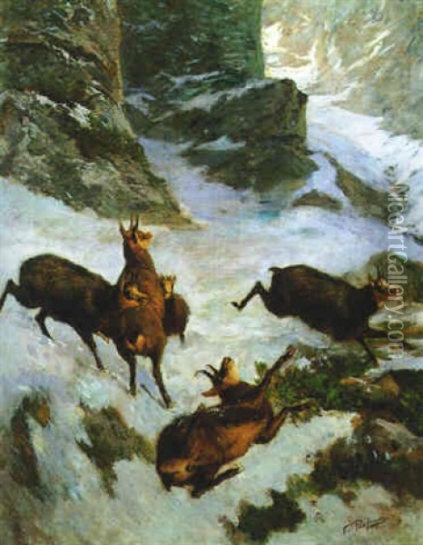 Fluchtiges Gamsrudl In Hochgebirge Oil Painting - Franz Xaver von Pausinger
