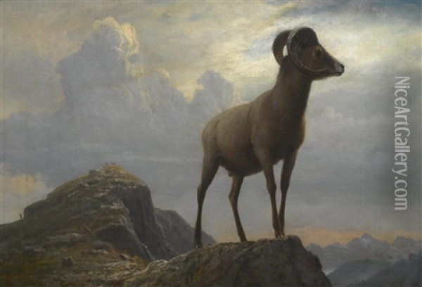 Study Of A Bighorn Ram Oil Painting - Albert Bierstadt