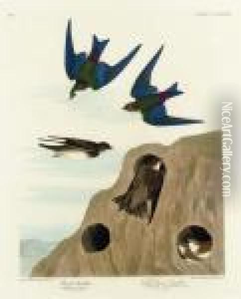 Bank Swallow. Violet-green Swallow (plate Ccclxxxv)
Riparia Riparia. Tachycineta Thalassina Oil Painting - John James Audubon