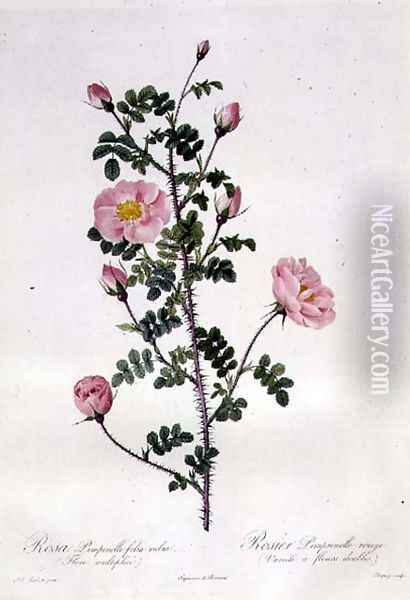 Rosa Pimpinellifolia Rubra Flore Multiplici, engraved by Chapuy, published by Remond Oil Painting - Pierre-Joseph Redoute