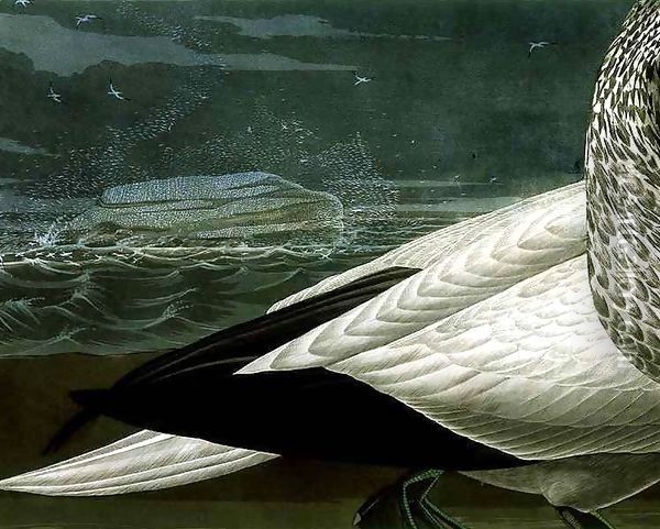 Gannets, from 'Birds of America' 2 Oil Painting - John James Audubon