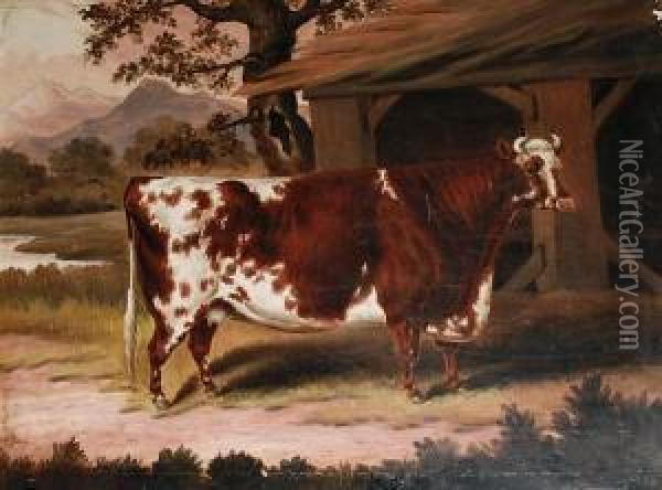 A Prize Cow Oil Painting - Samuel Spode