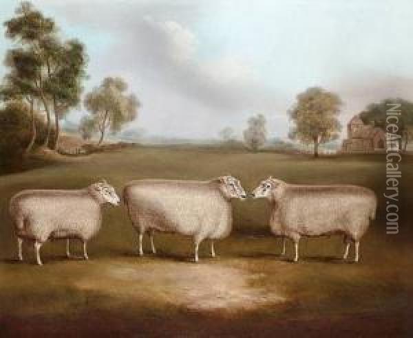 Three Prize Rams In A Landscape Oil Painting - William Henry Davis