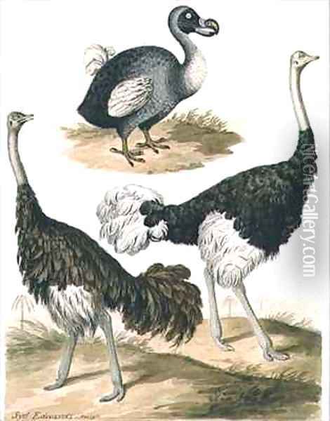 Dodo and Ostrich Oil Painting - Sydenham Teast Edwards