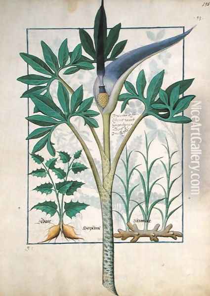 Orchid, illustration from the Book of Simple Medicines by Mattheaus Platearius d.c.1161 c.1470 Oil Painting - Robinet Testard