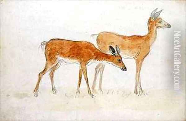 American Deer Oil Painting - Anthony Devis