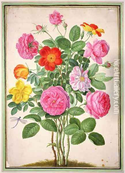 Roses, plate 4 from the Nassau Florilegium Oil Painting - Johann Jakob Walther