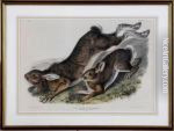 Northern Hare, Summer Oil Painting - John James Audubon