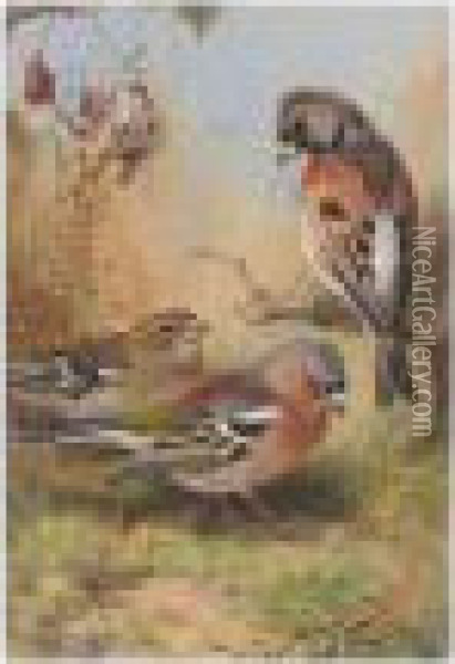 A Brambling And Two Chaffinches Oil Painting - Archibald Thorburn
