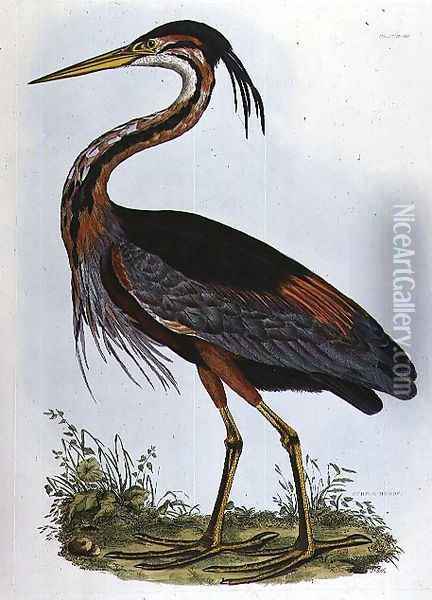Purple Heron, from Illustration of British Ornithology Oil Painting - Prideaux John Selby