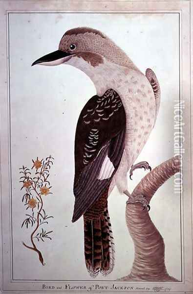 Laughing Kookaburra, from Birds and Flowers of Port Jackson, 1789 Oil Painting - George Raper