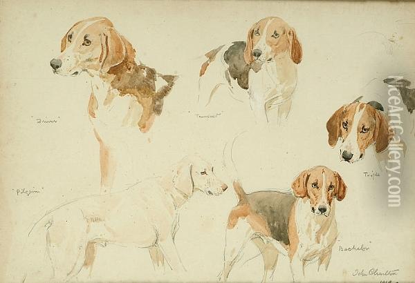 Studies Of Hounds, Driver, Pilgrim, Tempest, Trifle And Bachelor Oil Painting - John Charlton