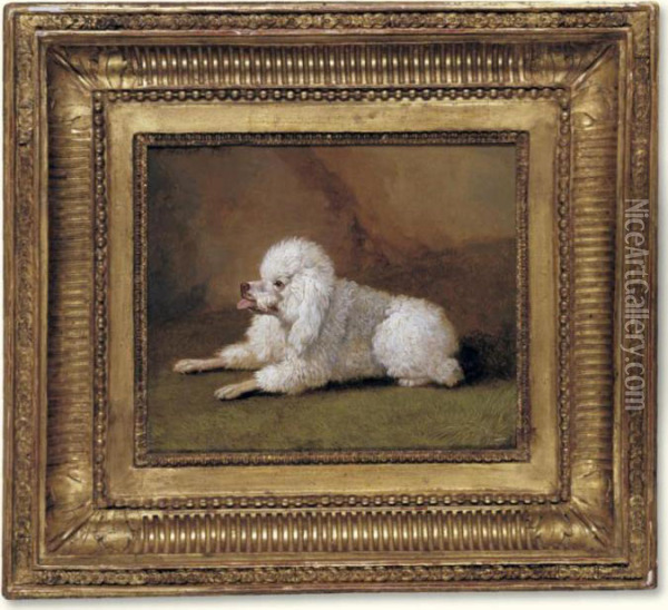 A Portrait Of A Poodle Oil Painting - Jacob Philipp Hackert