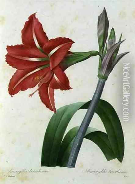 Amaryllis bresiliensis Brazilian amaryllis, engraved by Victor, from Choix des Plus Belles Fleur, c.1827-33 Oil Painting - Pierre-Joseph Redoute