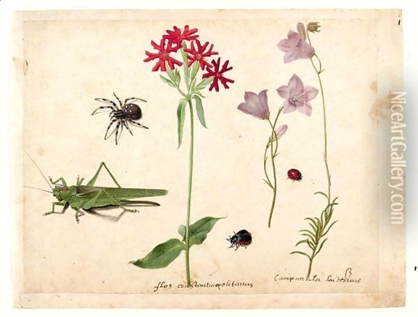 A Sheet Of Studies With A Grasshopper, A Spider, A Ladybird And A May-Bug, And Two Campanulas And A Maltese Cross Oil Painting - Jacques (de Morgues) Le Moyne