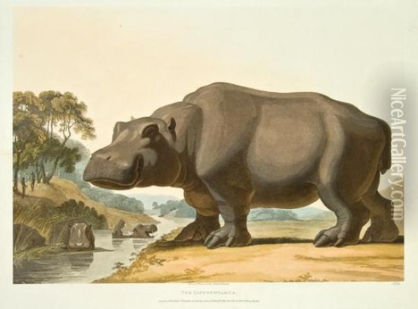 The Hippopotamus; The African Rhinoceros Oil Painting - Samuel Daniell