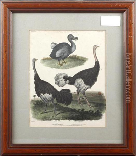 Dodo And Ostrich Oil Painting - Sydenham Teast Edwards