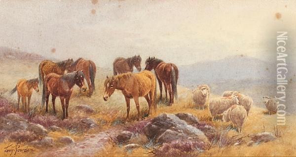 Dartmoor Ponies And Sheep Oil Painting - Thomas, Tom Rowden