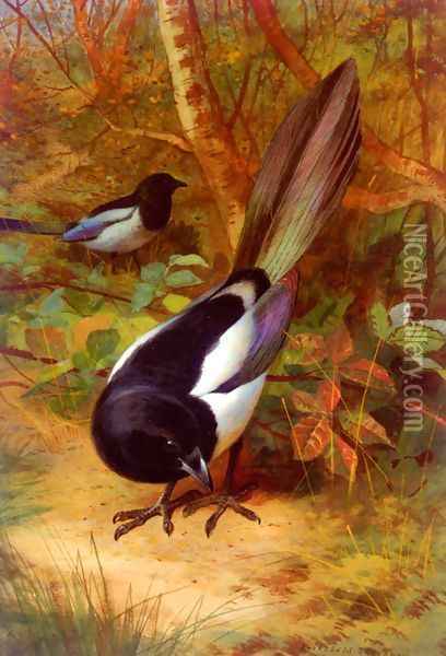 Magpies Oil Painting - Archibald Thorburn